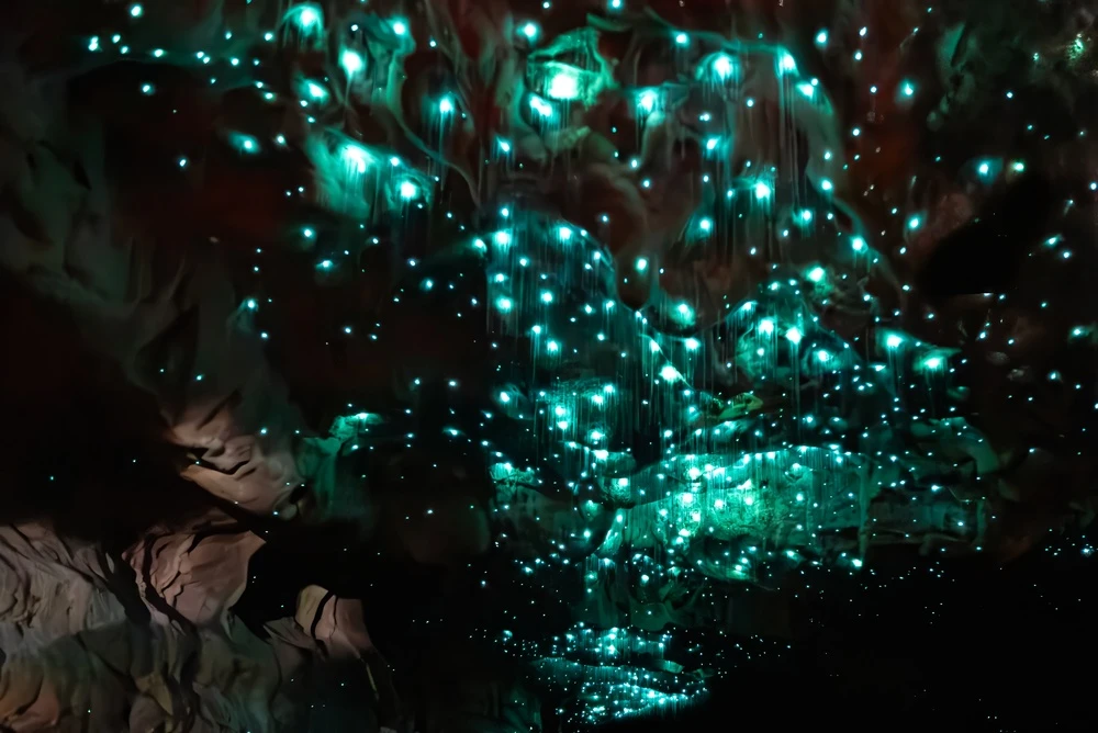 grota viermilor luminosi din Pestera Waitomo