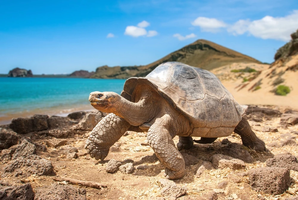 testoasa de Galapagos