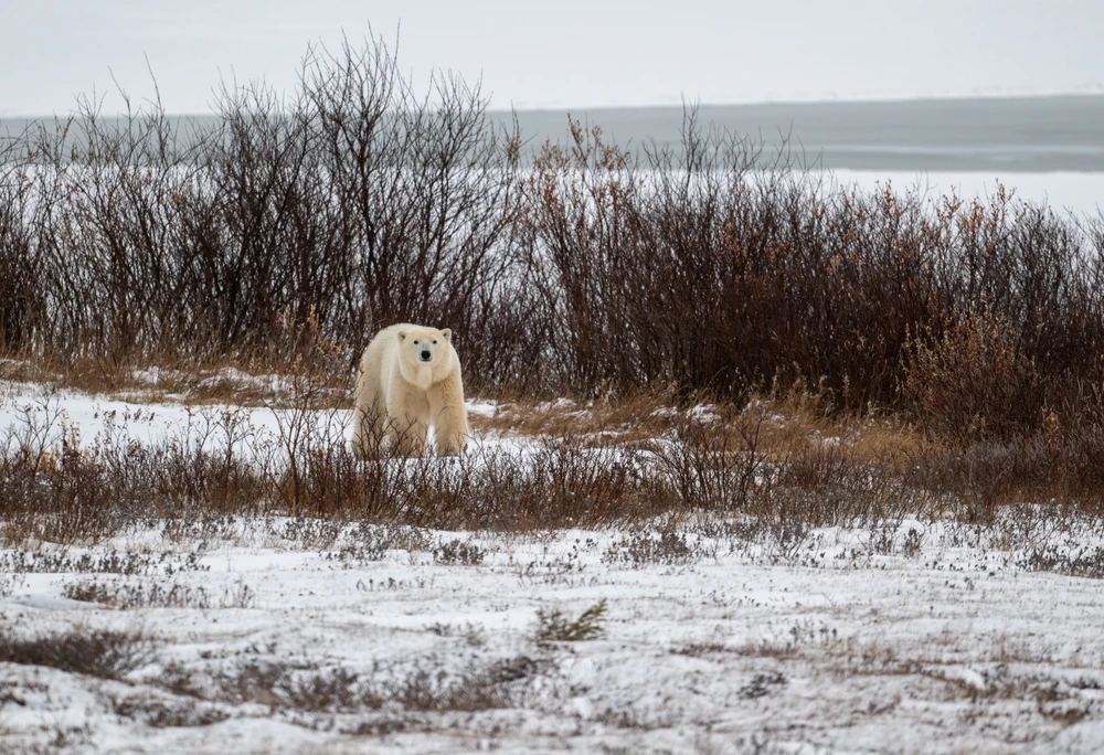 Urs polar in apropiere de Churchill, Manitoba