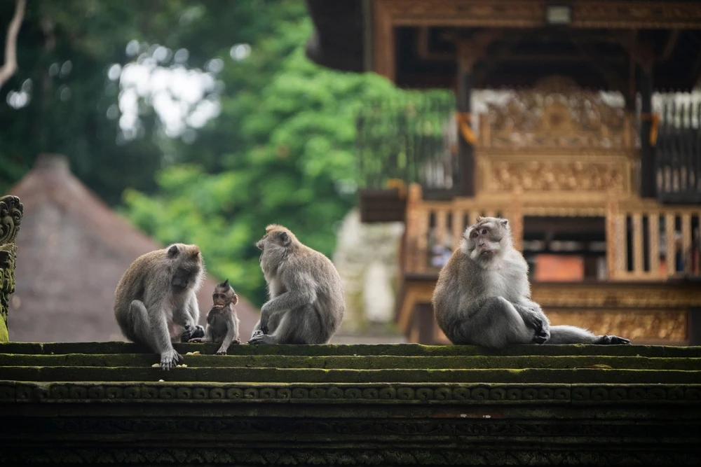 fauna din Indonesia