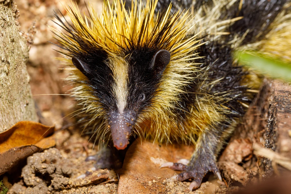 Tenrec animal din Madagascar