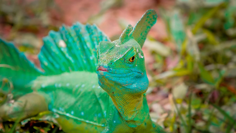 Gecko cu coada de frunza din Madagascar