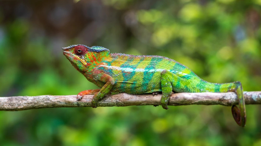 Cameleon animal din Madagascar