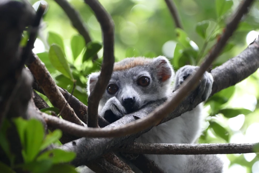 Animale unice în Madagascar: ce specii nu pot fi întâlnite nicăieri altundeva în lume?
