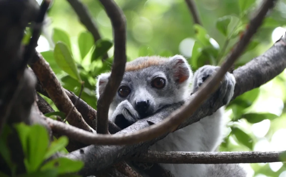 Animale unice în Madagascar: ce specii nu pot fi întâlnite nicăieri altundeva în lume?
