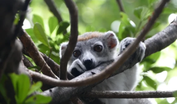 Animale unice în Madagascar: ce specii nu pot fi întâlnite nicăieri altundeva în lume?