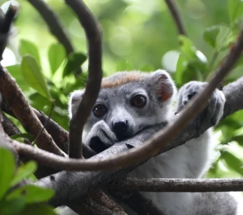 Animale unice în Madagascar: ce specii nu pot fi întâlnite nicăieri altundeva în lume?