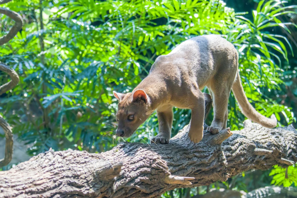 Fossa animal din Madagascar