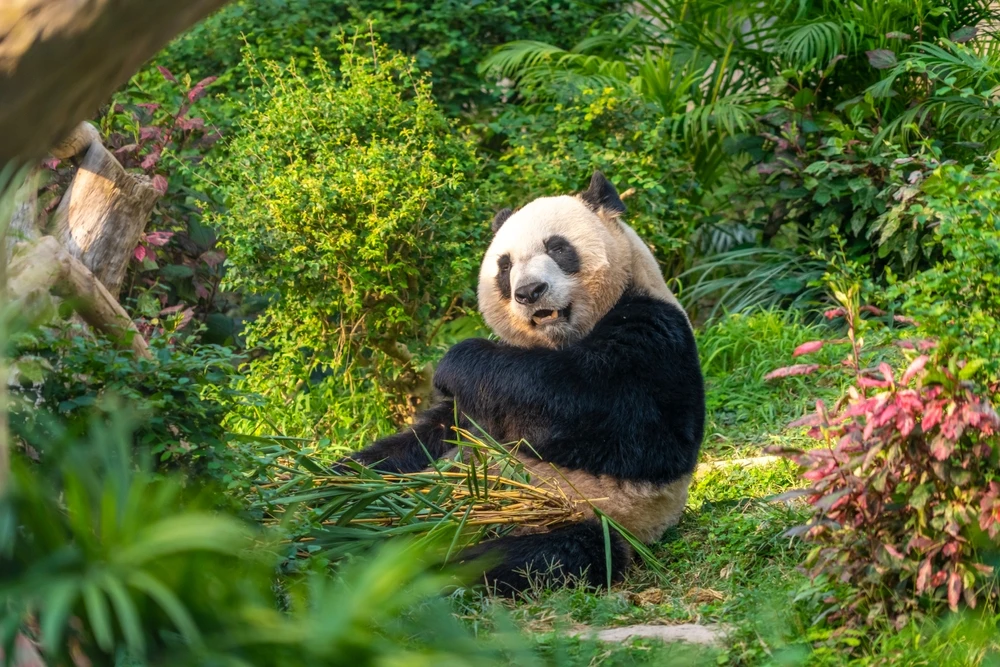 Orasul Chengdu, casa ursilor panda