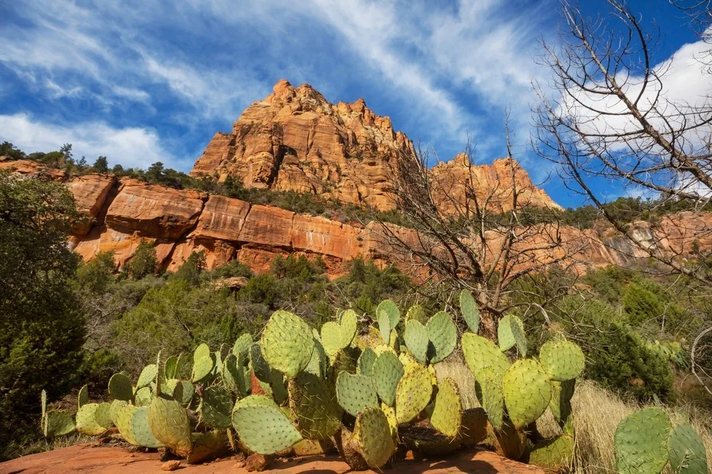 zion national park din sua
