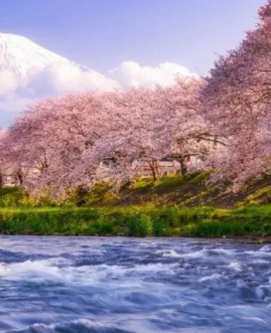 Cele mai înflorite locuri pe care le vei vedea în călătoriile noastre de primăvară în Japonia