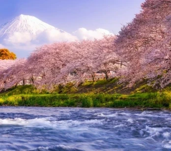 Cele mai înflorite locuri pe care le vei vedea în călătoriile noastre de primăvară în Japonia