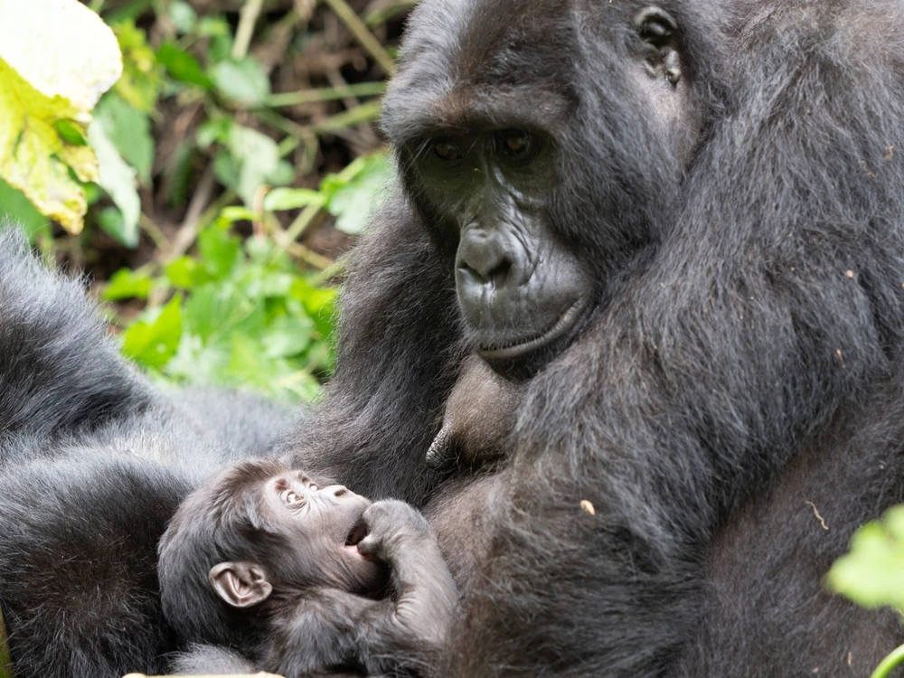 gorile Uganda