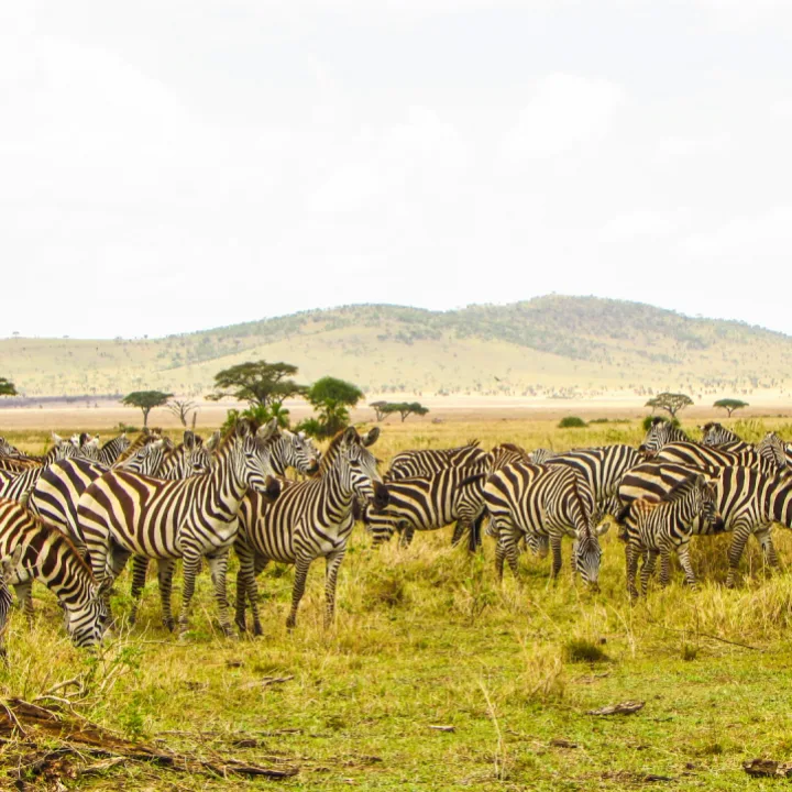 Safari Marea Migrație TANZANIA și Minisejur Zanzibar, Tur Premium