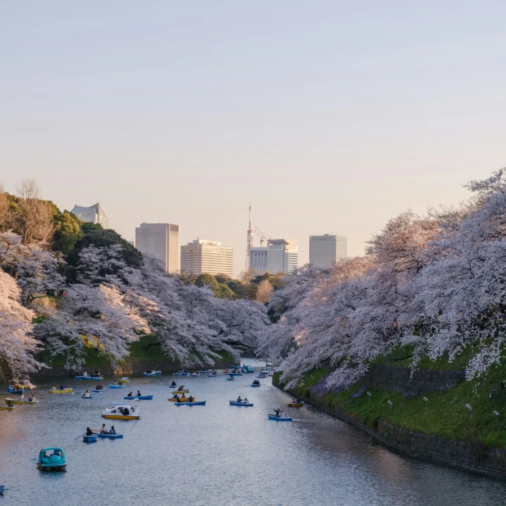 Japonia Cireșilor Înfloriți, Tur Premium
