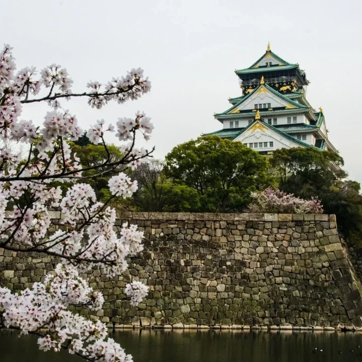 JAPONIA Cireșilor Infloriți – Tur Premium cu Andrei Neagu