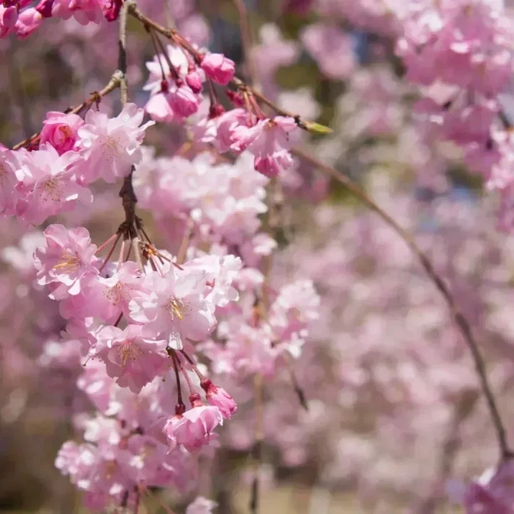 JAPONIA cireșilor înfloriți – Tur Clasic cu Andrei Neagu