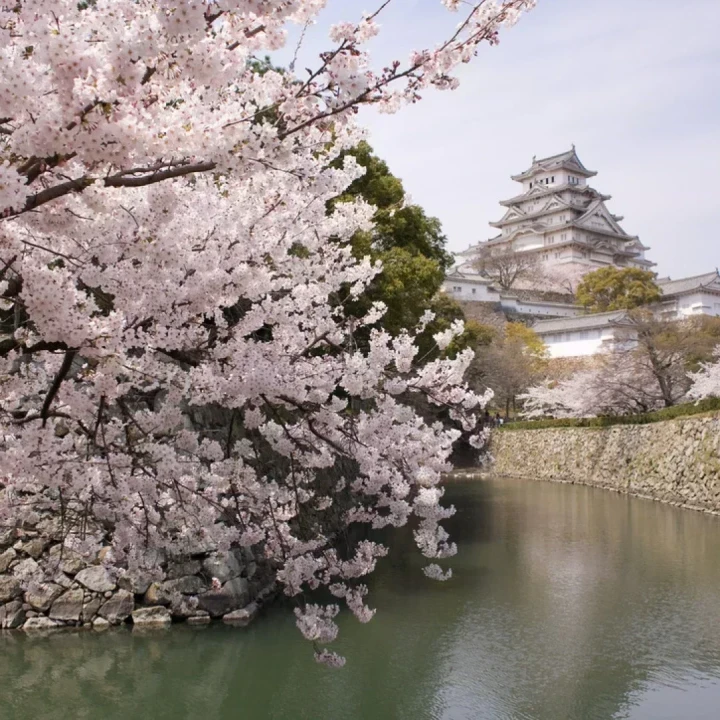 Japonia Cireșilor Infloriți – Tur Premium