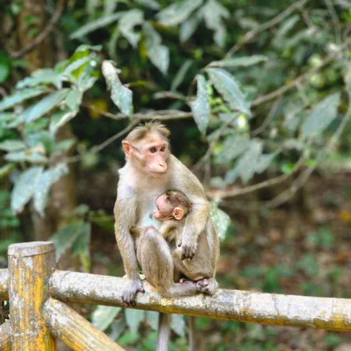 Sri Lanka